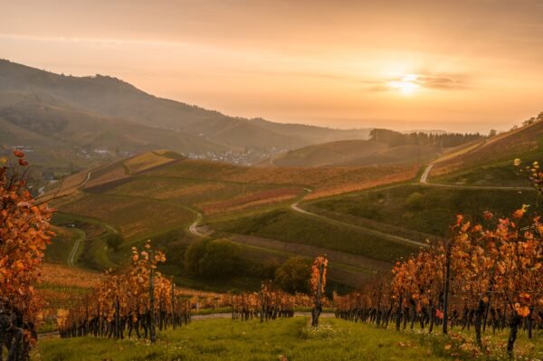Wine Tour – Beaujolais – Image 2