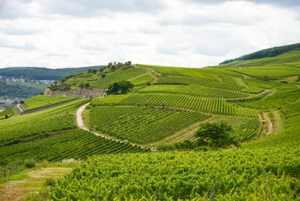 Wine Tour – Bourgogne – Image 3