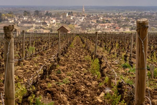 Wine Tour – Bourgogne – Image 4