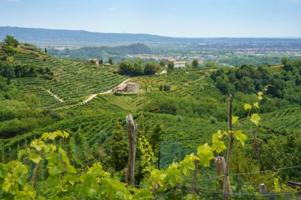 Wine Tour – Vallée du Rhône Nord – Image 2