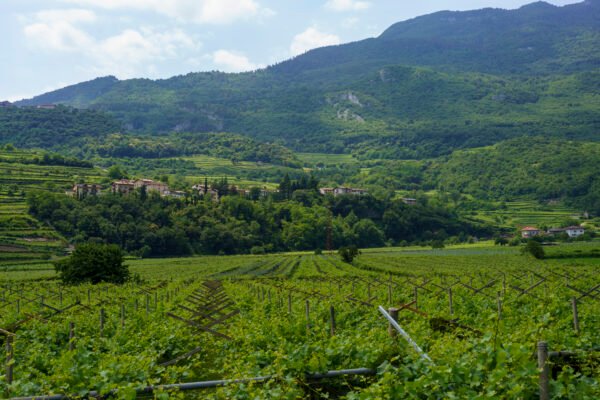 Wine Tour – Vallée du Rhône Nord – Image 4
