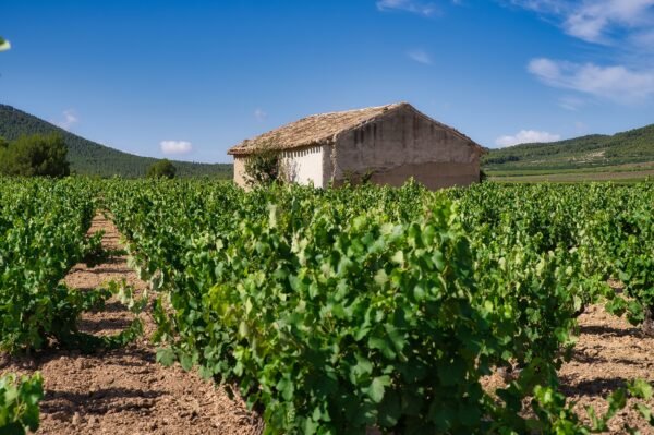 Wine Tour – Beaujolais – Image 4