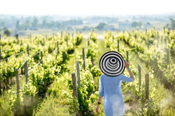 Wine Tour – Ain – Image 3